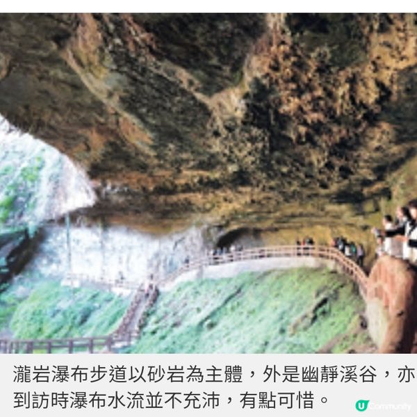 初春遊台灣櫻林秘景 杉林溪 緋紅櫻岸花海漫淹