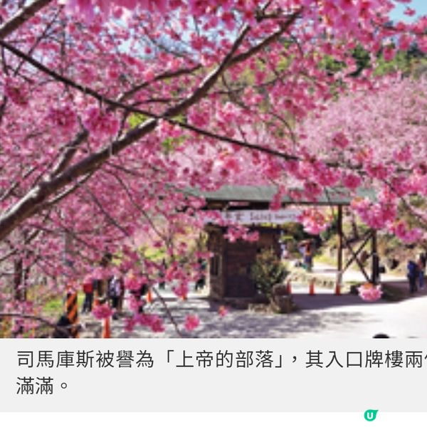 初春遊台灣櫻林秘景 杉林溪 緋紅櫻岸花海漫淹