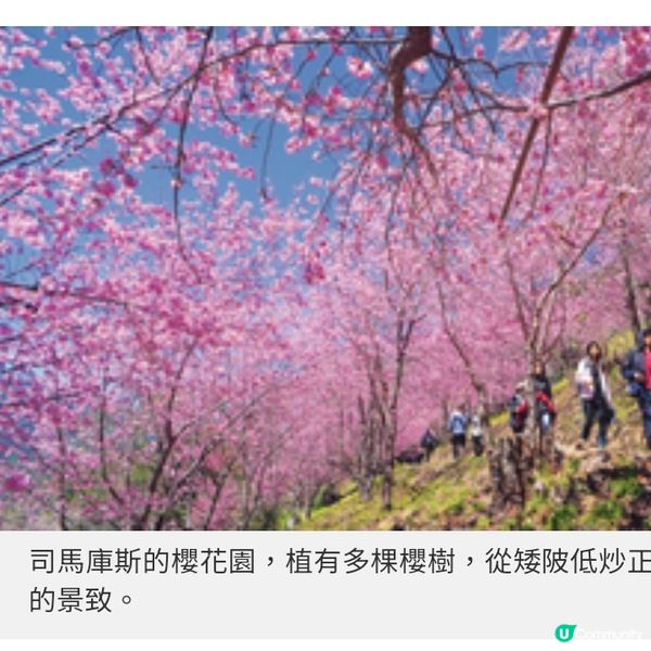 初春遊台灣櫻林秘景 杉林溪 緋紅櫻岸花海漫淹