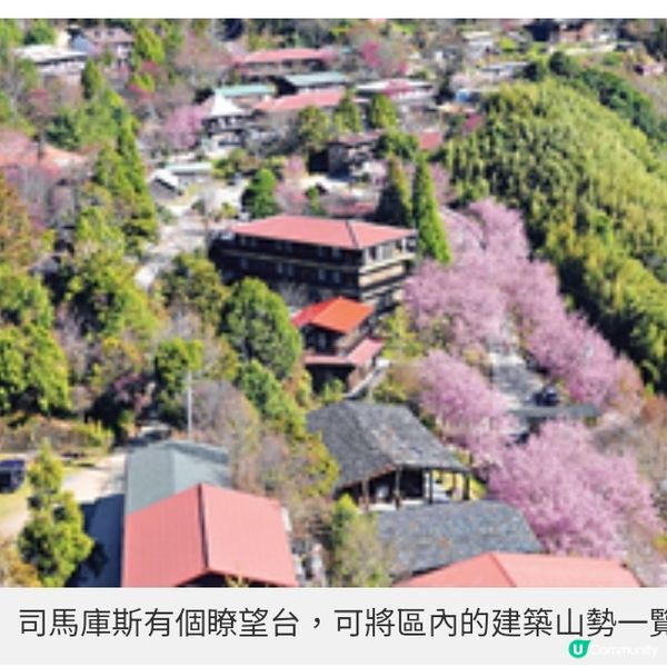 初春遊台灣櫻林秘景 杉林溪 緋紅櫻岸花海漫淹