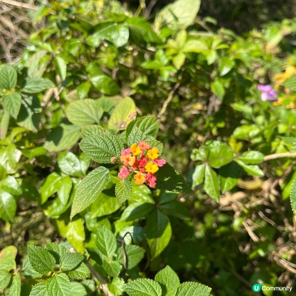 行山新手輕鬆行路線✨落山經過天壇大佛🙌🏻再食埋馳名豆腐花😋