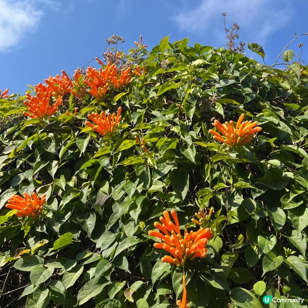 行山新手輕鬆行路線✨落山經過天壇大佛🙌🏻再食埋馳名豆腐花😋