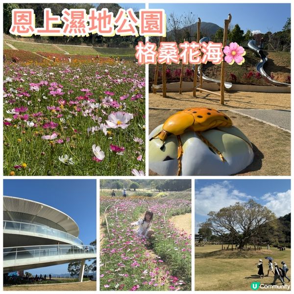 深圳格桑花海🌸  蓮塘口岸半小時直達！