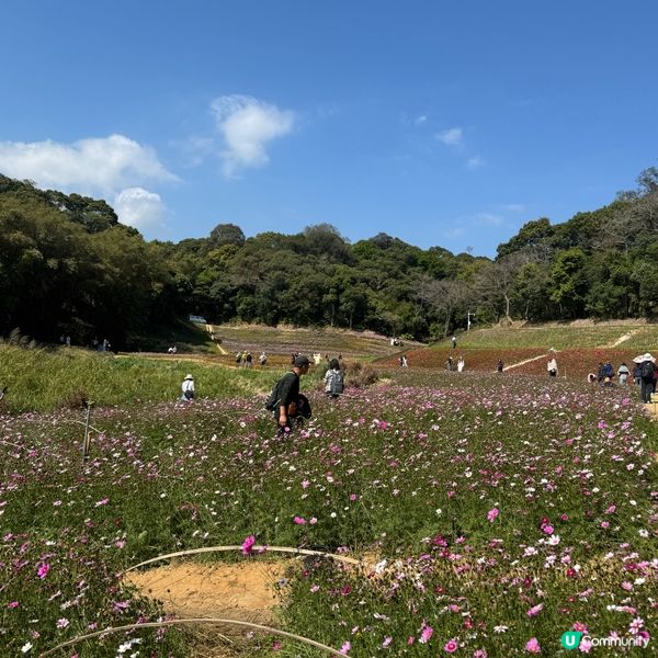 深圳格桑花海🌸  蓮塘口岸半小時直達！