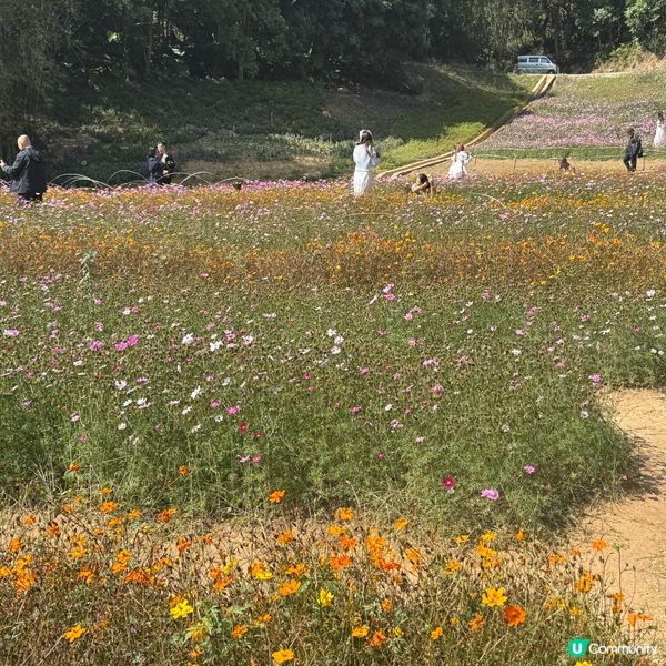 深圳格桑花海🌸  蓮塘口岸半小時直達！