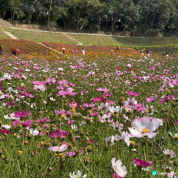 深圳格桑花海🌸  蓮塘口岸半小時直達！