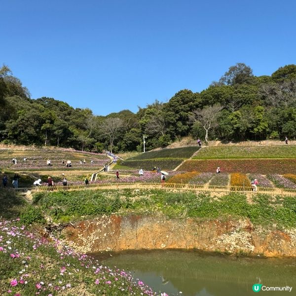 深圳格桑花海🌸  蓮塘口岸半小時直達！