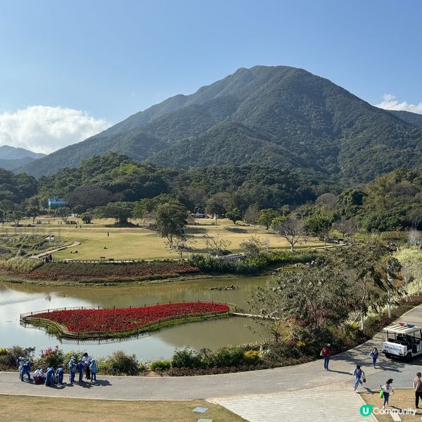深圳格桑花海🌸  蓮塘口岸半小時直達！
