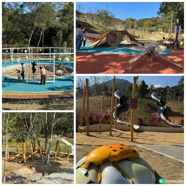 深圳格桑花海🌸  蓮塘口岸半小時直達！