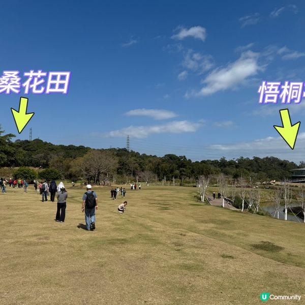 深圳格桑花海🌸  蓮塘口岸半小時直達！