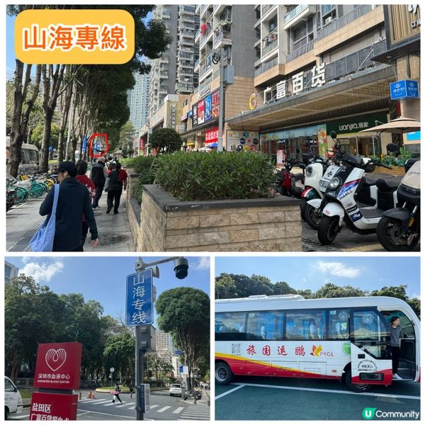 深圳格桑花海🌸  蓮塘口岸半小時直達！