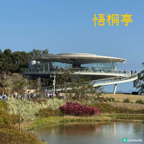 深圳格桑花海🌸  蓮塘口岸半小時直達！