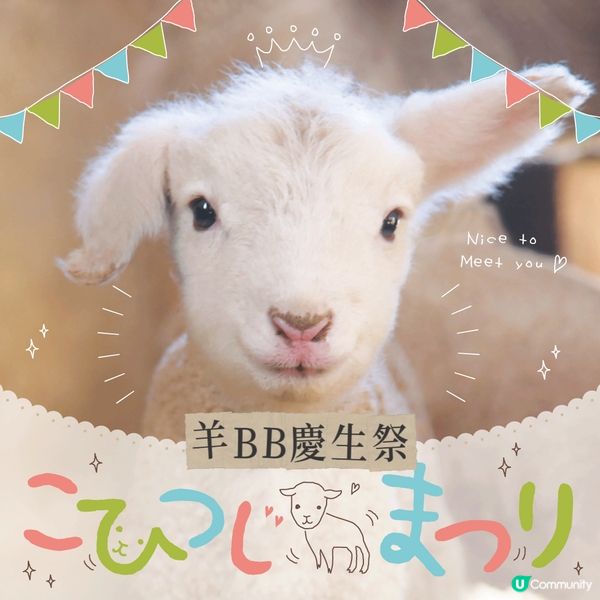 可愛羊BB🐑慶生祭🎂