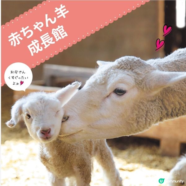 可愛羊BB🐑慶生祭🎂