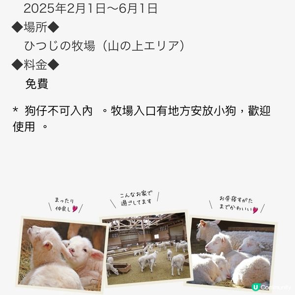 可愛羊BB🐑慶生祭🎂