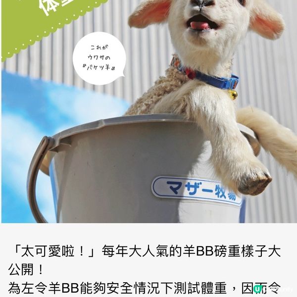 可愛羊BB🐑慶生祭🎂