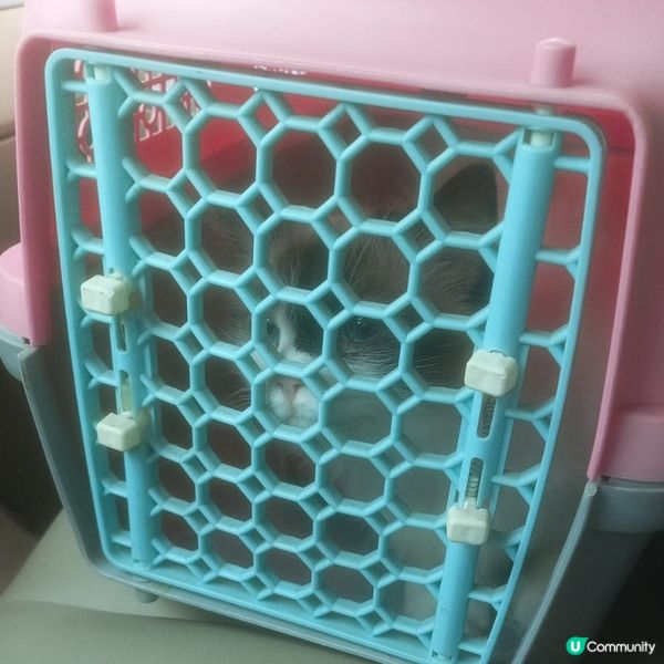 帶上😸豆豆去體驗一下24小時自助洗澡