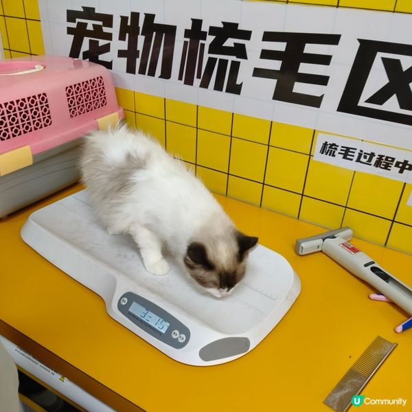 帶上😸豆豆去體驗一下24小時自助洗澡