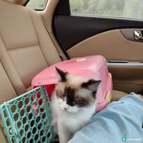 帶上😸豆豆去體驗一下24小時自助洗澡