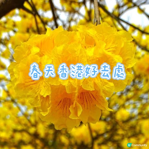 ## 黃花風鈴木盛放啦！🌸🤩