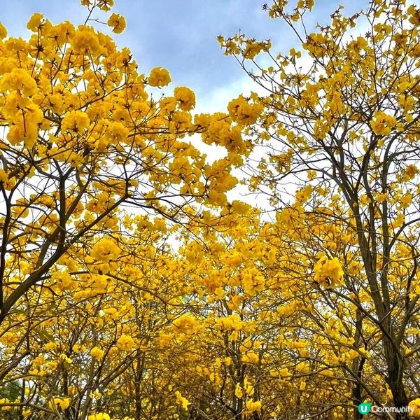 ## 黃花風鈴木盛放啦！🌸🤩
