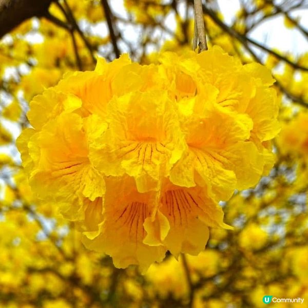 ## 黃花風鈴木盛放啦！🌸🤩