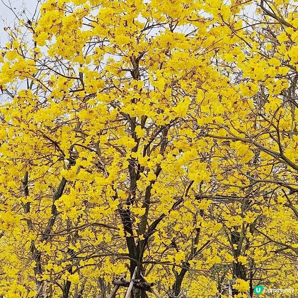 ## 黃花風鈴木盛放啦！🌸🤩