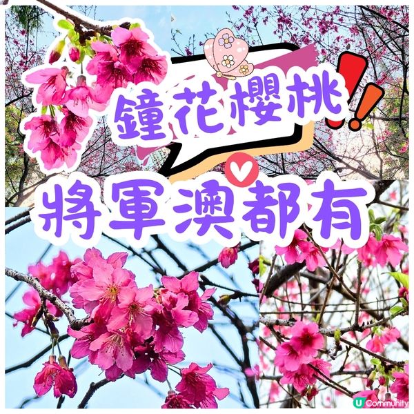 🔥將軍澳賞花🌸 鐘花櫻桃🌸盛放‼️🤗