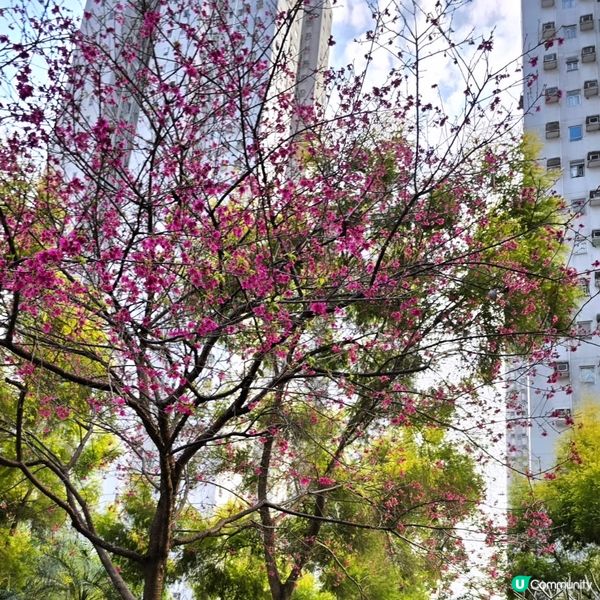 🔥將軍澳賞花🌸 鐘花櫻桃🌸盛放‼️🤗