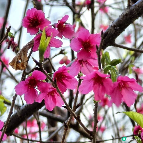 🔥將軍澳賞花🌸 鐘花櫻桃🌸盛放‼️🤗