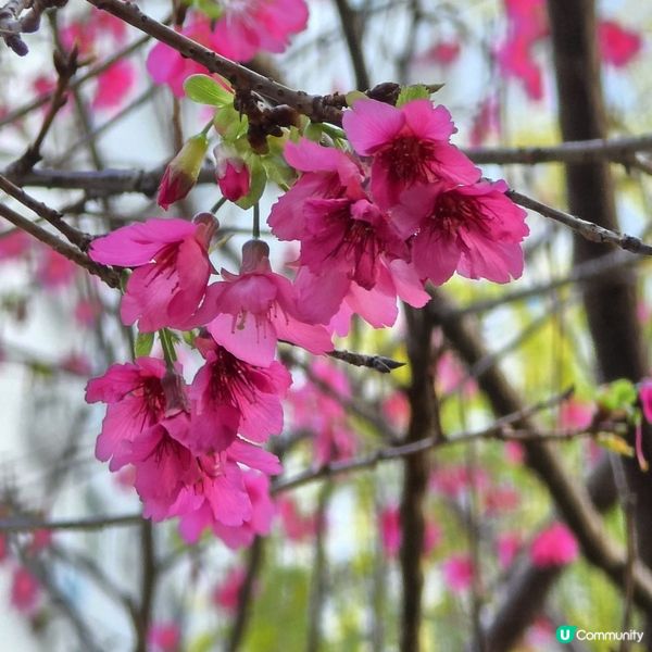 🔥將軍澳賞花🌸 鐘花櫻桃🌸盛放‼️🤗