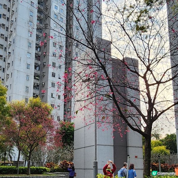 🔥將軍澳賞花🌸 鐘花櫻桃🌸盛放‼️🤗