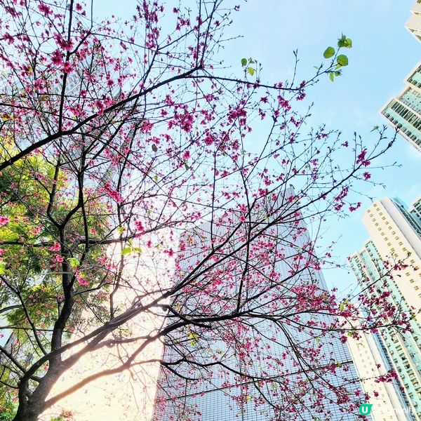 🔥將軍澳賞花🌸 鐘花櫻桃🌸盛放‼️🤗