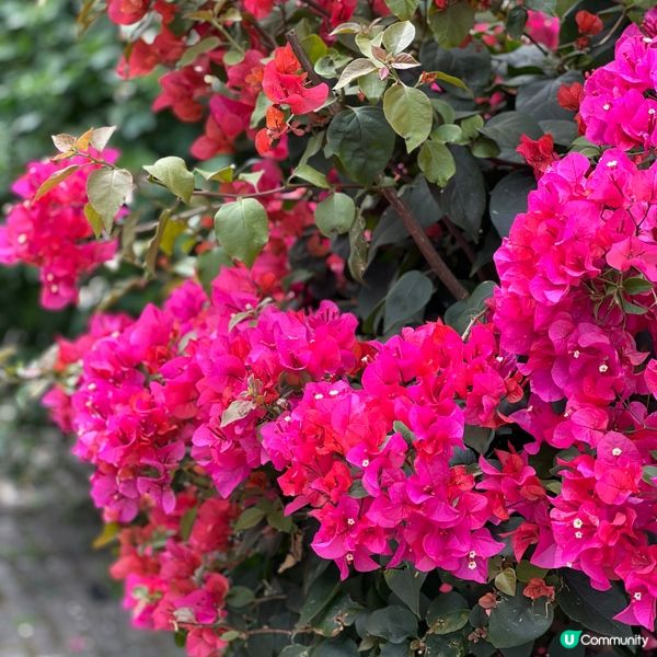 《大鵬古城》— 600年歷史等你探索