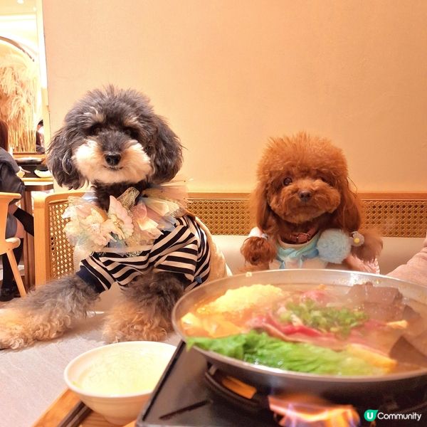 🍲 臭臭鍋，香港人嘅新寵兒！