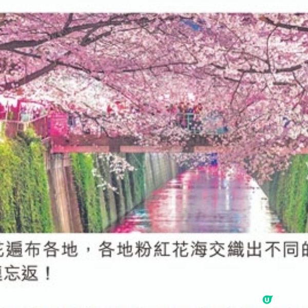 金怡假期 公主郵輪鑽石公主號日韓賞櫻之旅