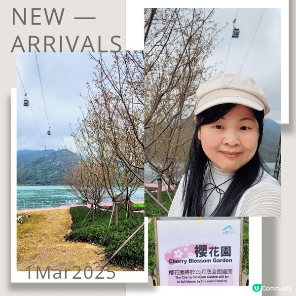 😱要睇香港櫻花⁉️ 靠彩數⁉️ 🌸🌸🌸