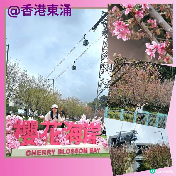 😱要睇香港櫻花⁉️ 靠彩數⁉️ 🌸🌸🌸