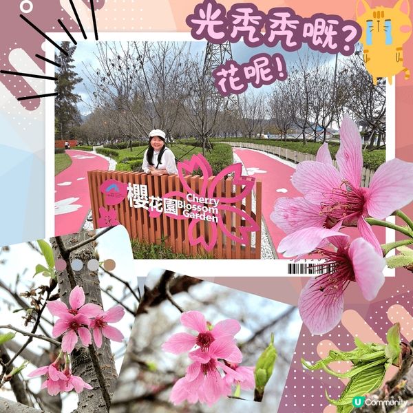 😱要睇香港櫻花⁉️ 靠彩數⁉️ 🌸🌸🌸