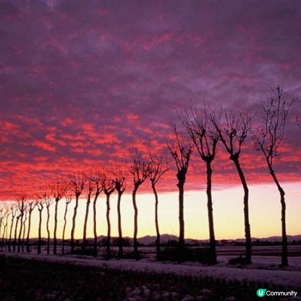 酉蒲區日出🌄光禿禿的桵花 + 雲彩！