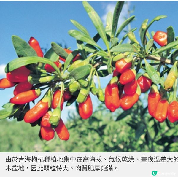 饗在青海計劃直送高原食材 限定家宴品嘗無污染氂牛