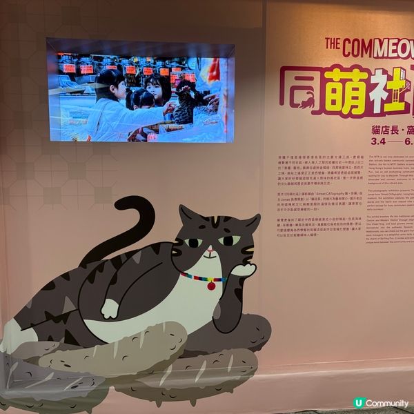 同萌社區一一舖頭貓🐱攝影展📷
