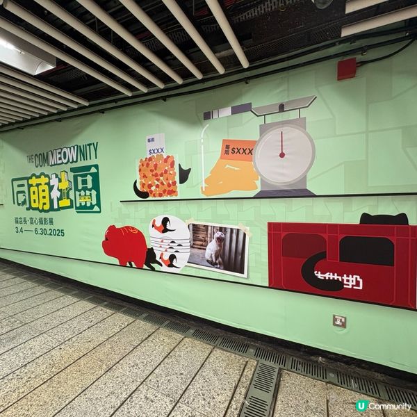 同萌社區一一舖頭貓🐱攝影展📷