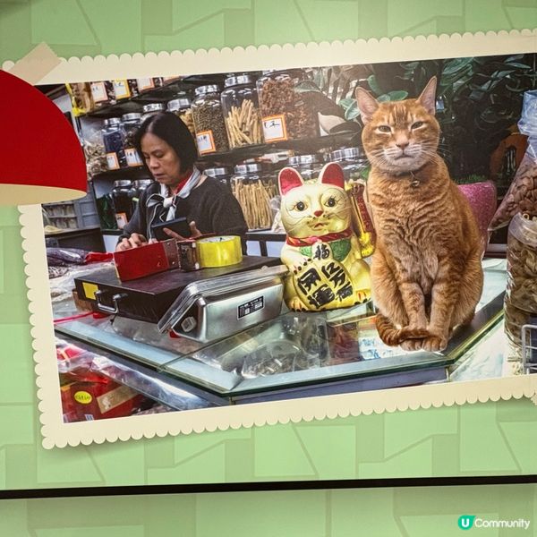 同萌社區一一舖頭貓🐱攝影展📷