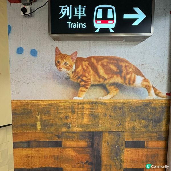 同萌社區一一舖頭貓🐱攝影展📷