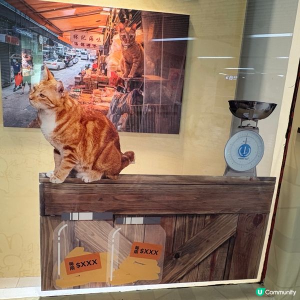 同萌社區一一舖頭貓🐱攝影展📷