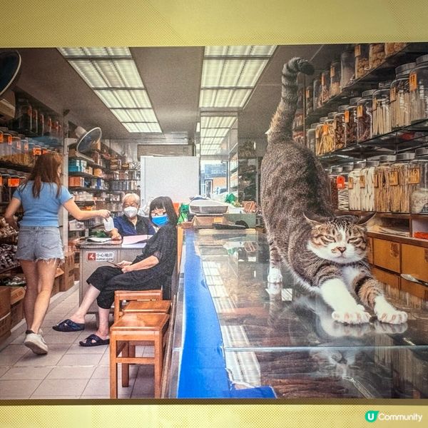 同萌社區一一舖頭貓🐱攝影展📷