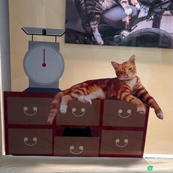 同萌社區一一舖頭貓🐱攝影展📷