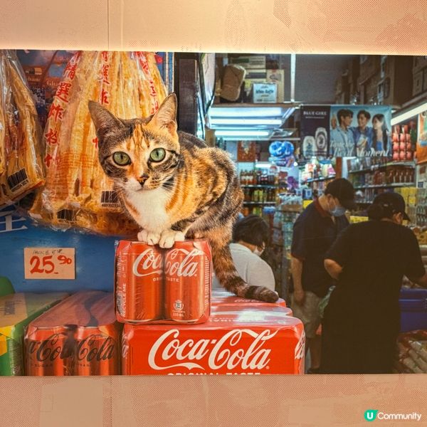 同萌社區一一舖頭貓🐱攝影展📷