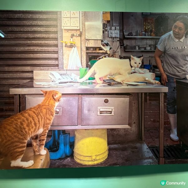 同萌社區一一舖頭貓🐱攝影展📷